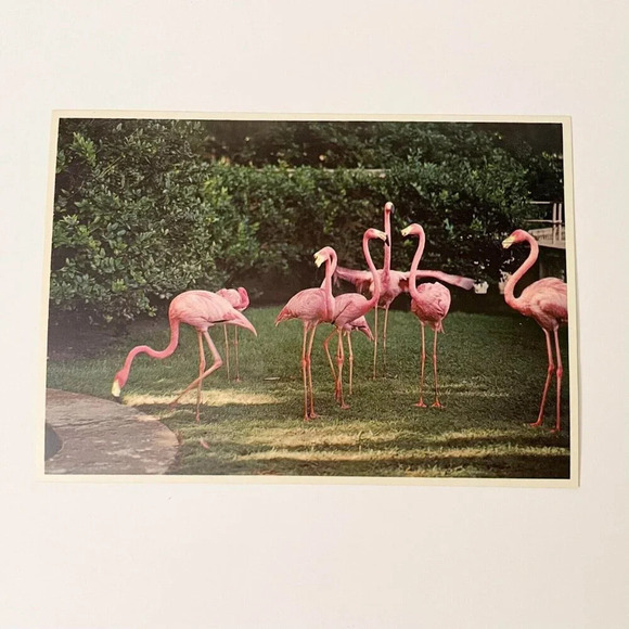 Vintage Lot of 6 Sun Coast Post Cards Florida St Petersburg Flamingos Beach - Picture 3 of 16
